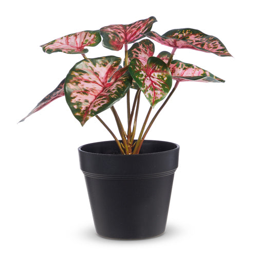 Potted Pink Beauty Caladium