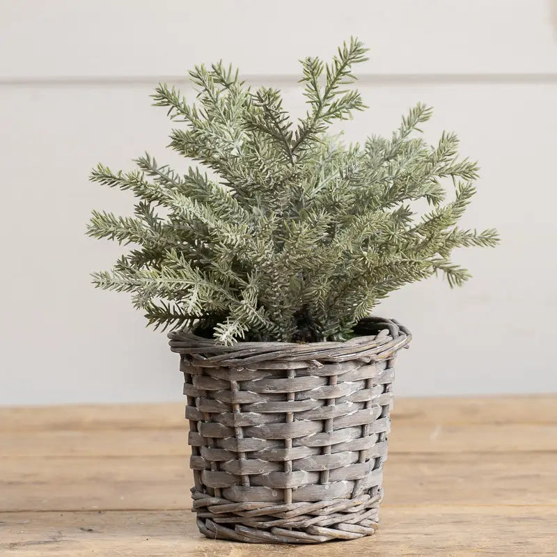 10.5" Topiary in Basket Base