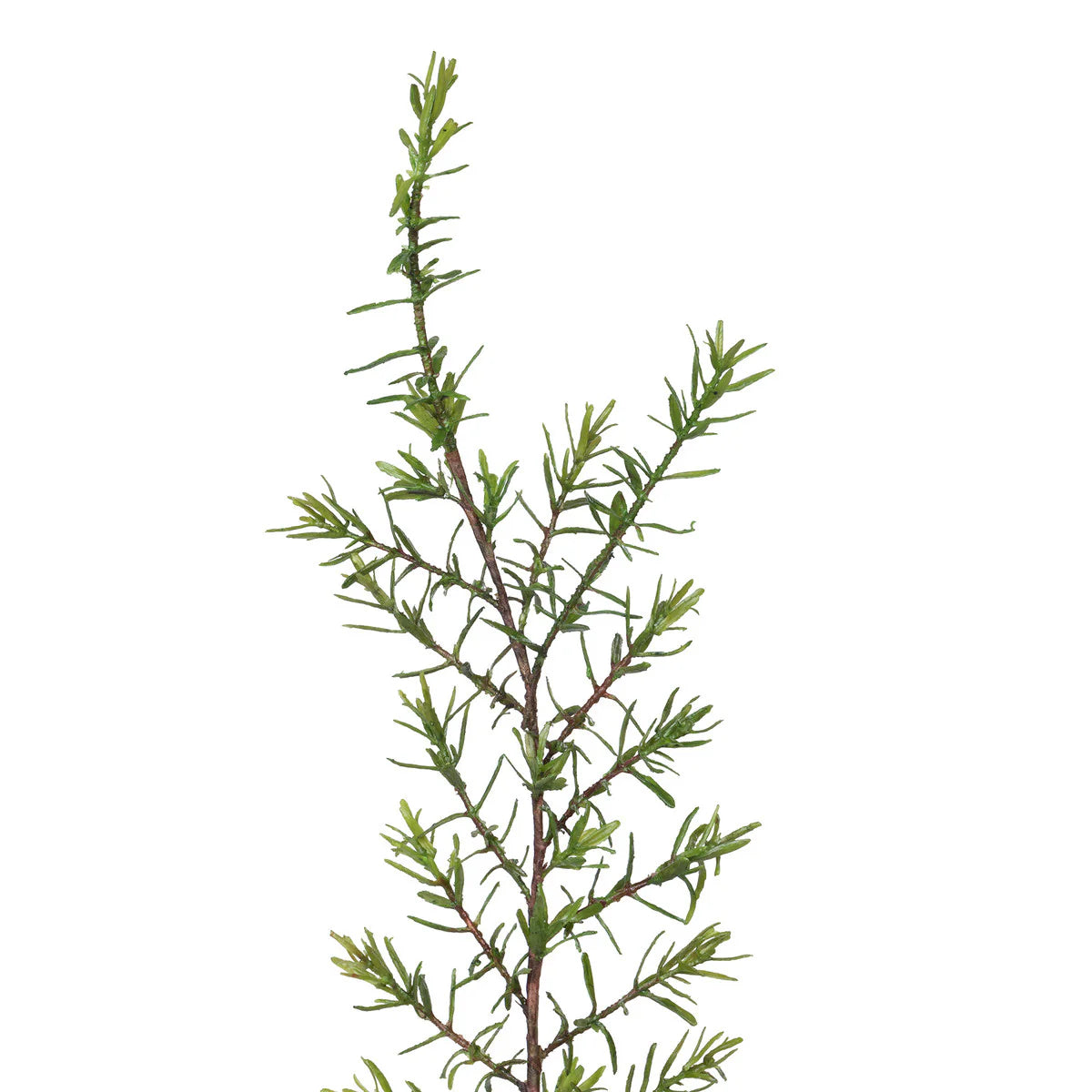 Crafted Rosemary Stem
