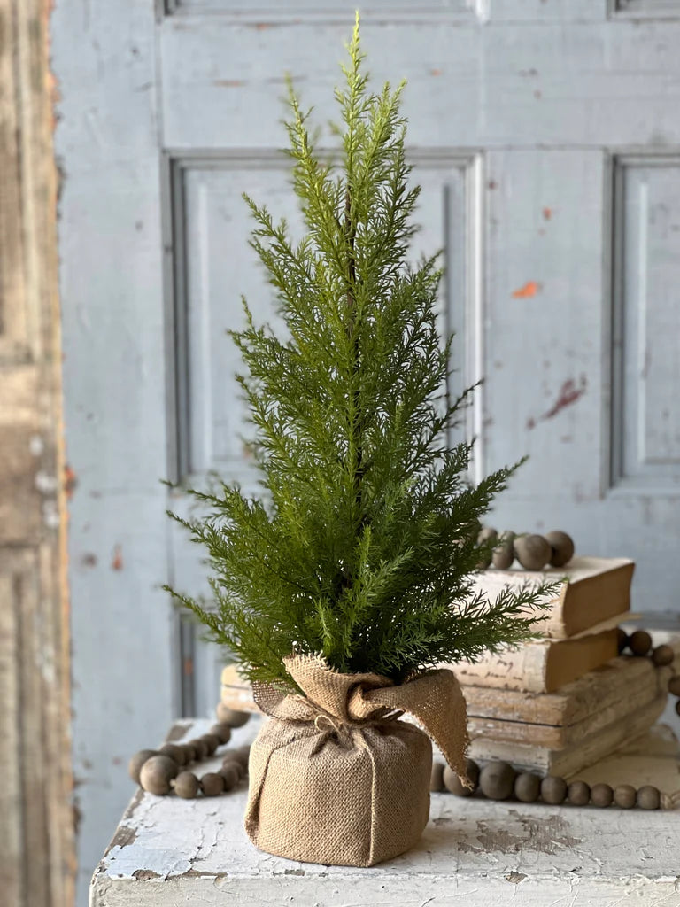 Fine Cedar Tree 24 Inch
