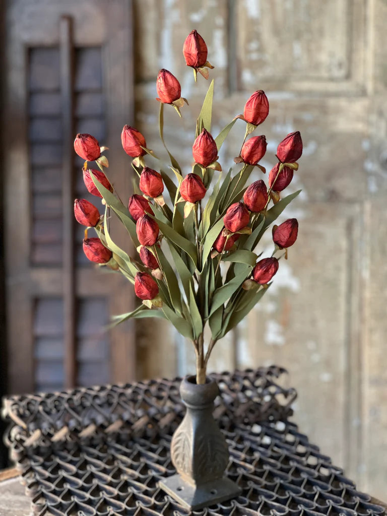 23 Inch Garnet Beacon Bush