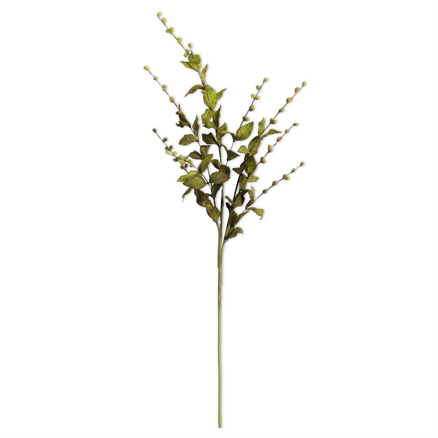 35 Inch Green European Beech Stem