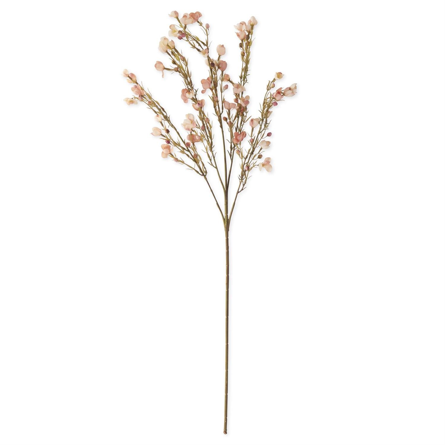 35 Inch Pink Chamelaucium Spray