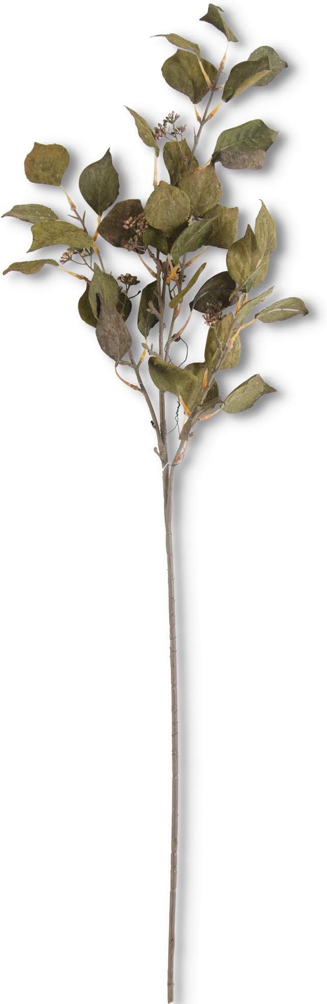 38 Inch Dark Green Cork Textured Silver Dollar Eucalyptus Stem