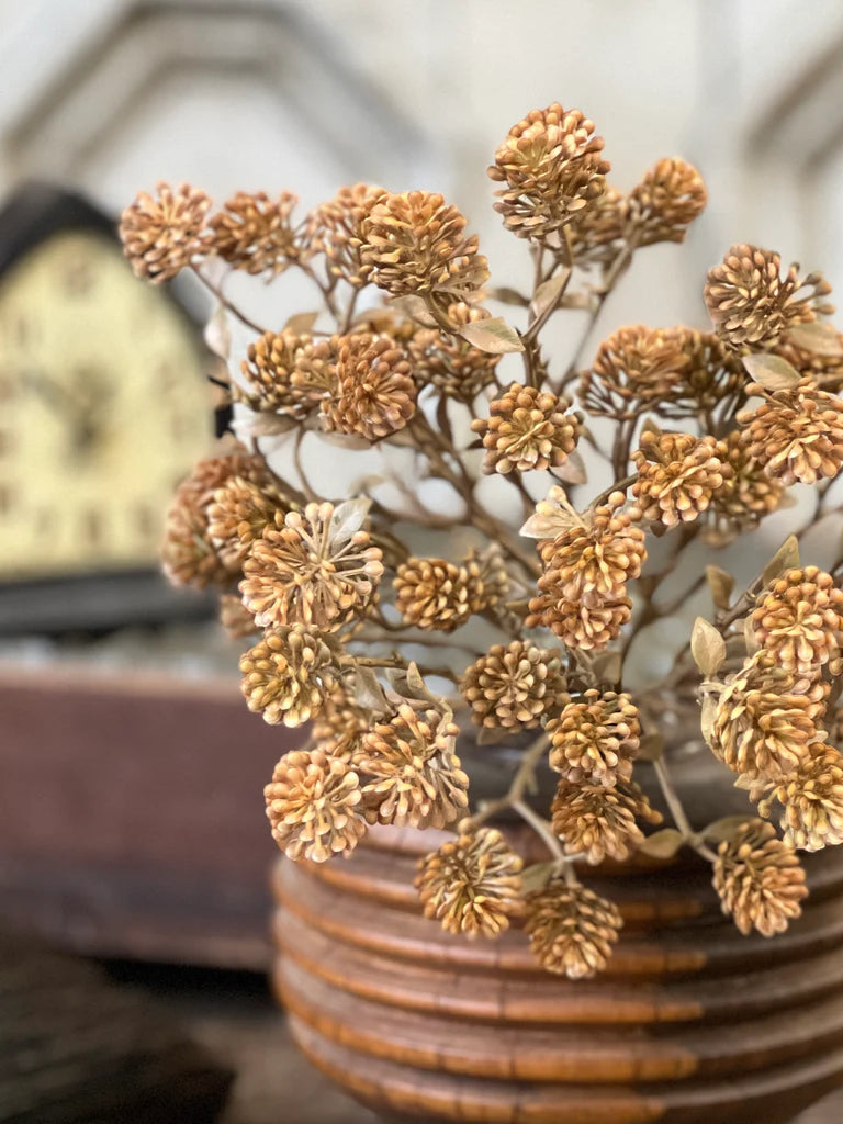 Russet Cone Bush