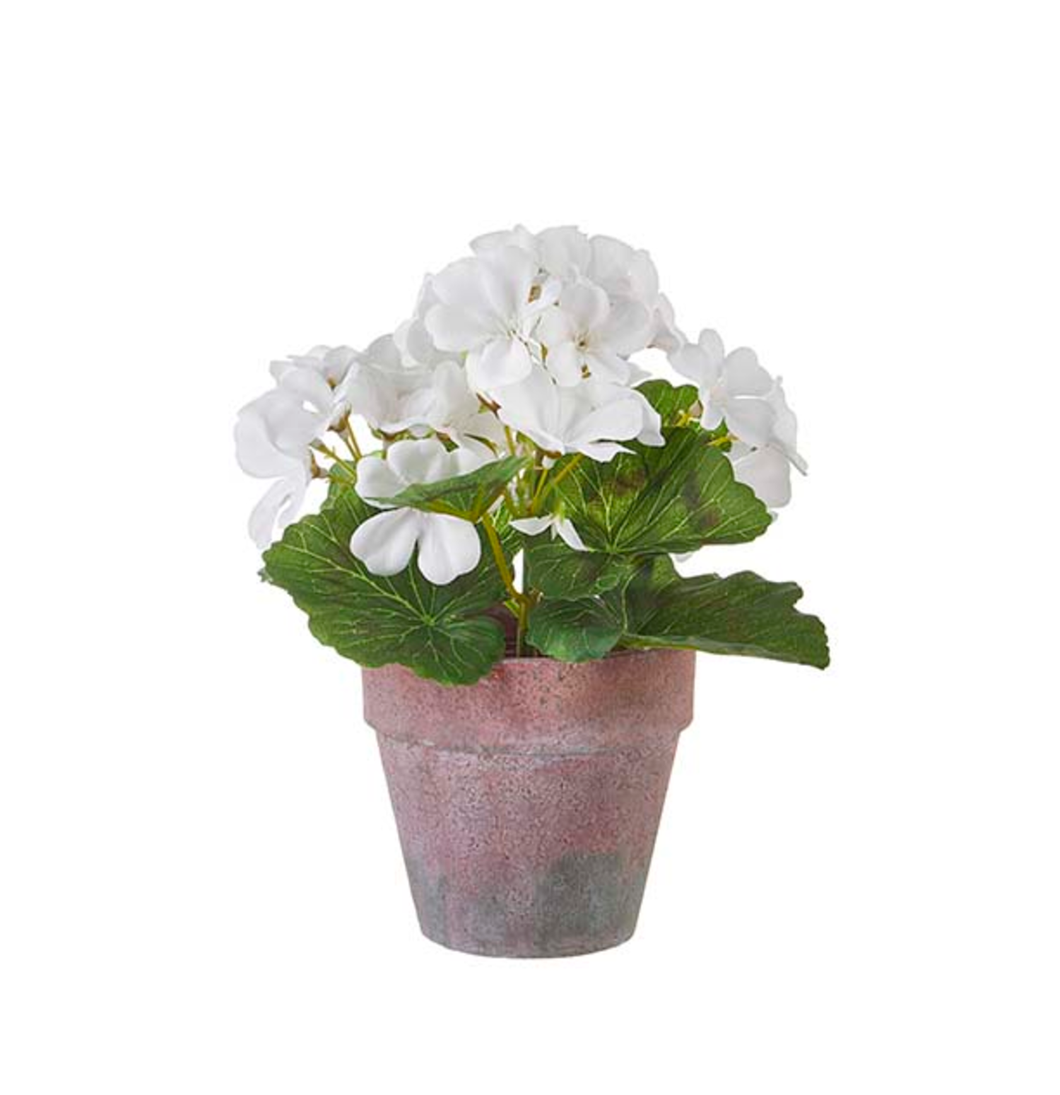 8.5 Inch White Potted Geranium