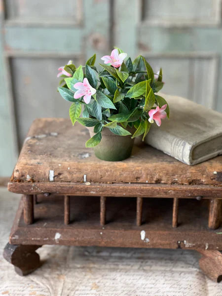 6 Inch Bashful Blooms Pot