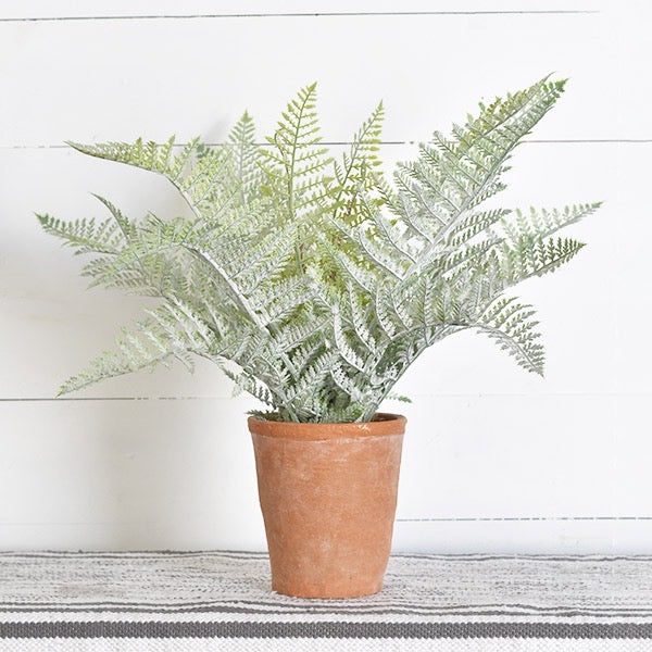 Fern in Pot