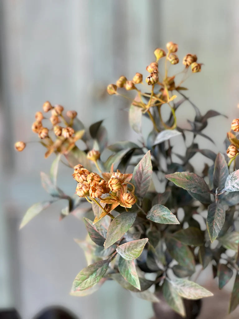 Trifle Blooms Bush