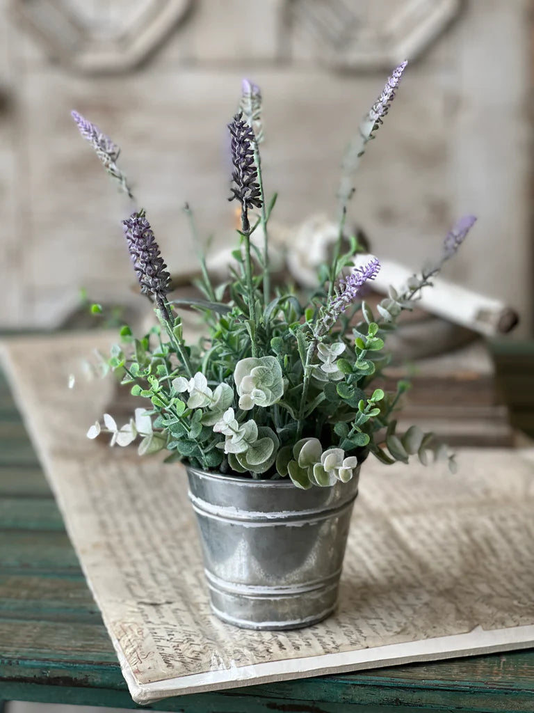 11 In. Potted Laughing Lavender