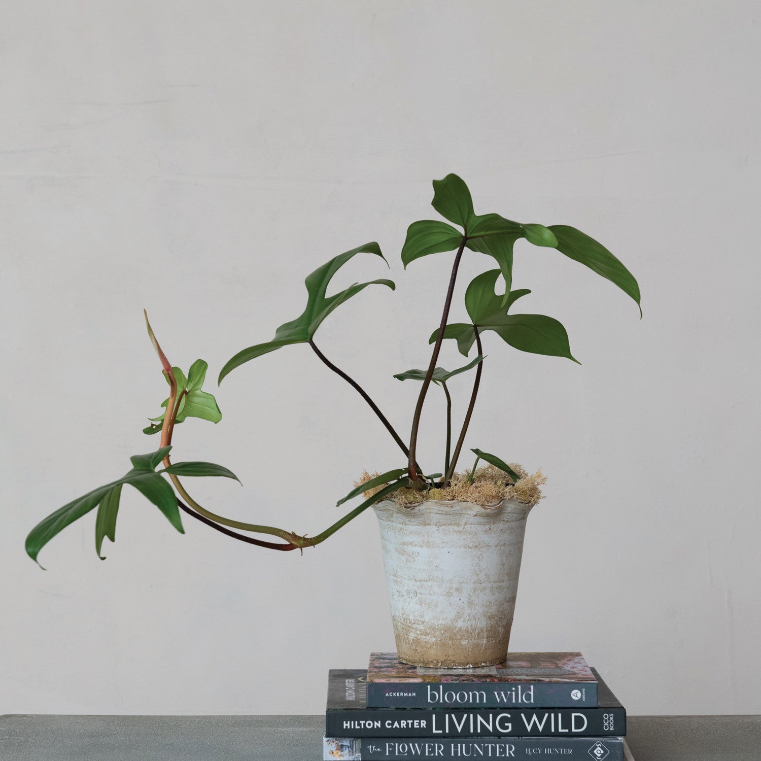 Terra-cotta Planter with Ruffled Edge