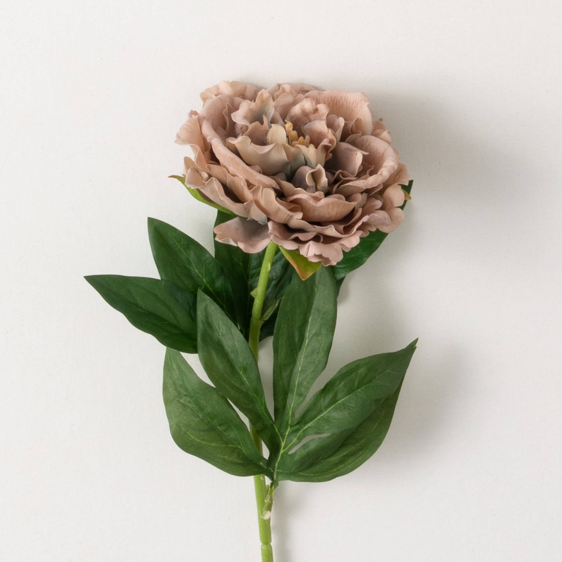 Mauve Peony Stem