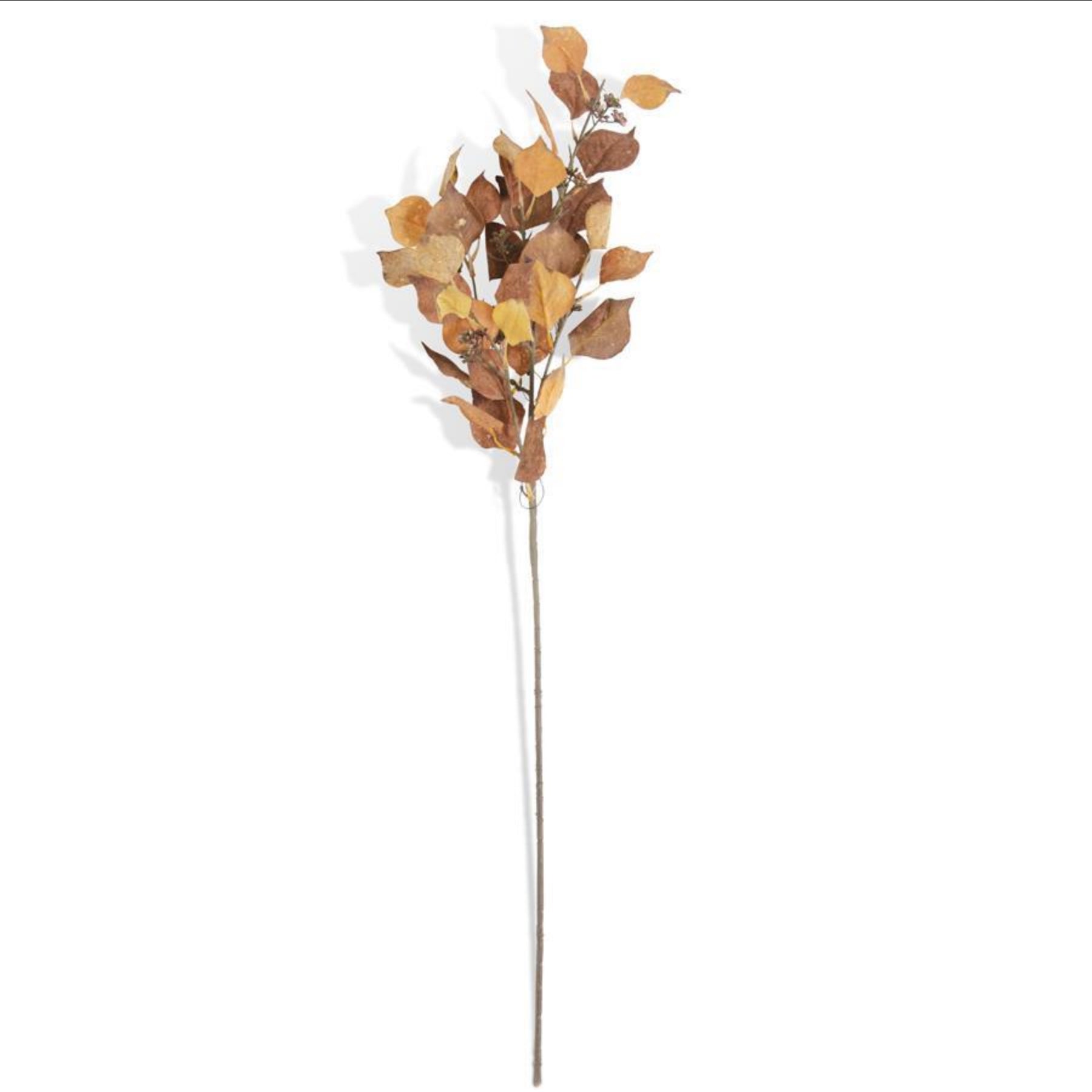38 Inch Mustard/Orange Silver Dollar Eucalyptus