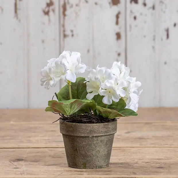 White Potted Geranium 7 in.